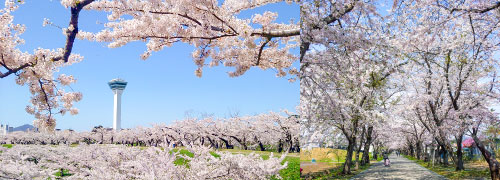 写真：函館の秋