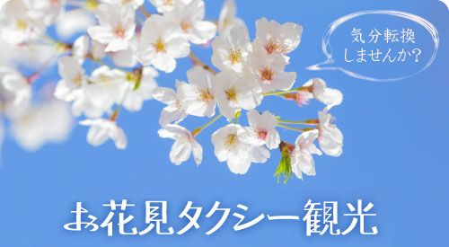 お花見タクシー観光